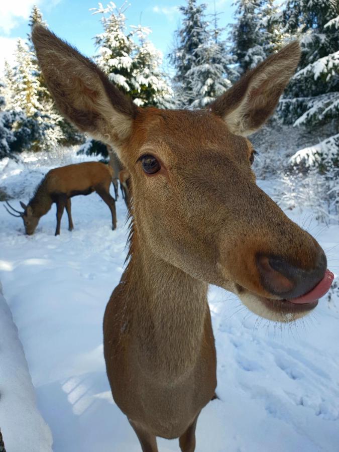 Domek Na Zaciszu Zakopane Bagian luar foto
